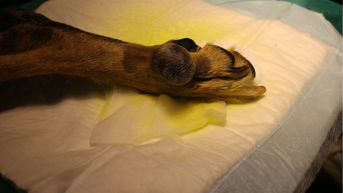 Hodenkrebs Hund Lebenserwartung Ohne Behandlung Mastzelltumor beim Hund: Symptome, Behandlung, Lebenserwartung